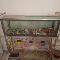 سرگرمی حیوان ماهی|ماهی|اراک, |دیوار