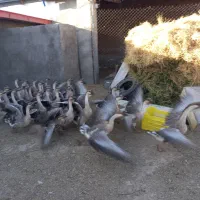 فروش گله مولد قو غاز|حیوانات مزرعه|بناب, |دیوار