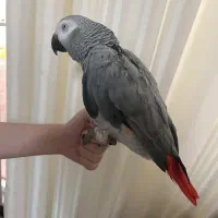 کاسکو نر دم قرمز