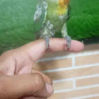 فروش مرغ مینا فنچ نرگسی جوجه عروس هلندی ج کوتوله|پرنده|میرجاوه, |دیوار