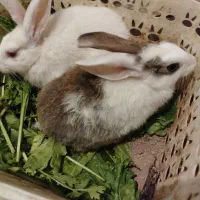 خرگوش ماده|موش و خرگوش|ری, شهرری|دیوار
