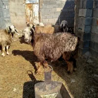 میش بره دار و آبستن