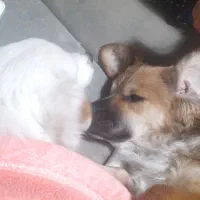 واگذاری دو سگ نرو ماده اشپیتز|سگ|قدس, شهر‌قدس|دیوار