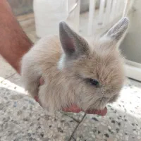 بچه خرگوش لوپ|موش و خرگوش|اصفهان, شاهد|دیوار