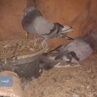 کفتر کبوتر رنگی پرشی