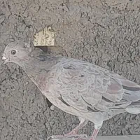 کبوتررنگی|پرنده|آباده, |دیوار