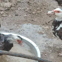 اردک اسرائیلی|حیوانات مزرعه|رشت, خواهر امام|دیوار