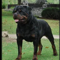 سگ گم شده پیدا شده