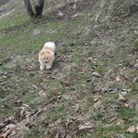 سگ پامرانین