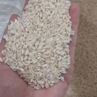 برنج شمشیری درجه یک به شرط پخت و مزه