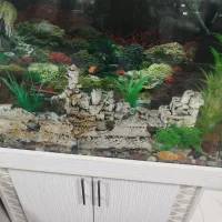 آکواریم|ماهی|کهریزک, |دیوار