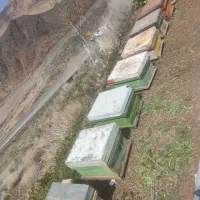 کندوی زنبور عسل