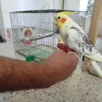 فروش 2جفت عروس هلندی مولد ویک جفت طوطی برزیلی مول|پرنده|دورود, |دیوار