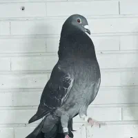 جفت وانروی خالص