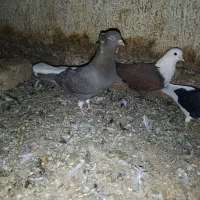 کبوتر پشتی کاکل شاخی دمسفید|پرنده|بردسکن, |دیوار