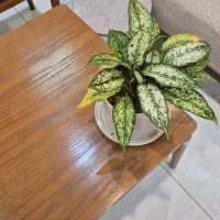 نیرو جوان، مرد جهت تبلیغات در فضای مجازی