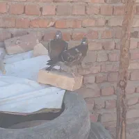 کبوتر مگس دودی