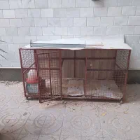 مرغ و خروس