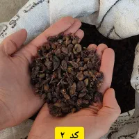 پخش کشمش|خوردنی و آشامیدنی|تبریز, |دیوار