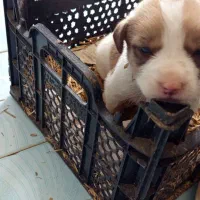 توله سگ افغان