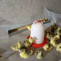 جوجه غاز|حیوانات مزرعه|اصفهان, کوی امام|دیوار