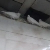 کبوتر|پرنده|سی‌سخت, |دیوار