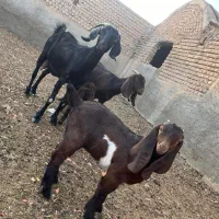 بز پاکستانی