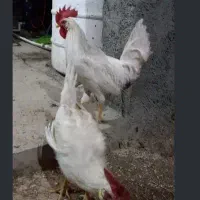 خروس سفید جوان
