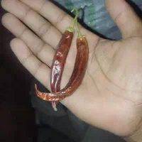 فلفل محلی و میناکش|خوردنی و آشامیدنی|جغین, |دیوار