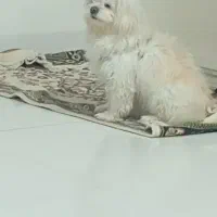 واگذاری سگ شیتزو