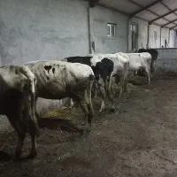 ۷ راس گاو جوان