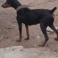 دو برمن اصل