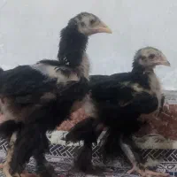 جوجه برهما بلو و بلک دوتا مرغ و خروس مفت