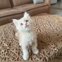 بچه گربه نژاد بریتیش لانگ هیر