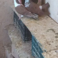 کبوتر جفتی