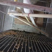 بی جواب|پرنده|آزادشهر, |دیوار