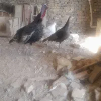 بوقلمون|حیوانات مزرعه|معصومیه, |دیوار