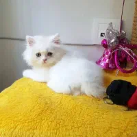 گربه پرشین سفید همه چیو داره|گربه|تهران, صادقیه|دیوار