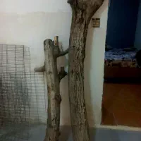 چوب گردو مناسب دکور