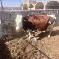 گاوشیری سیمنتال|حیوانات مزرعه|یزد, |دیوار