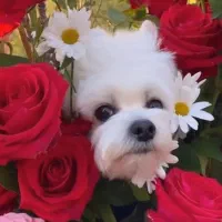 حیوان خانگی