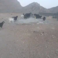 فروش کهره ماده چاق سفت|حیوانات مزرعه|ارسنجان, |دیوار