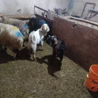 گوسفند فروشی|حیوانات مزرعه|دورود, |دیوار