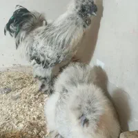مرغ و خروس ابریشمی