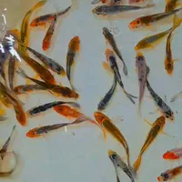 کوی سوپر. باله نژاد عرضه مستقیم از مزرعه با پایین|ماهی|تهران, اتابک|دیوار