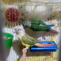 طوطی گرینچیک