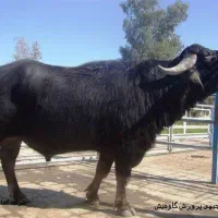 استخدام کارگر دامداری