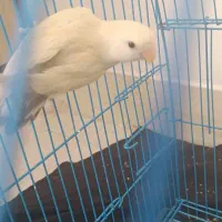 جوجه کوتوله