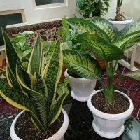 گلهای منحصر به فرد جذاب یوکا