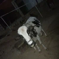 کم ازوقه اب